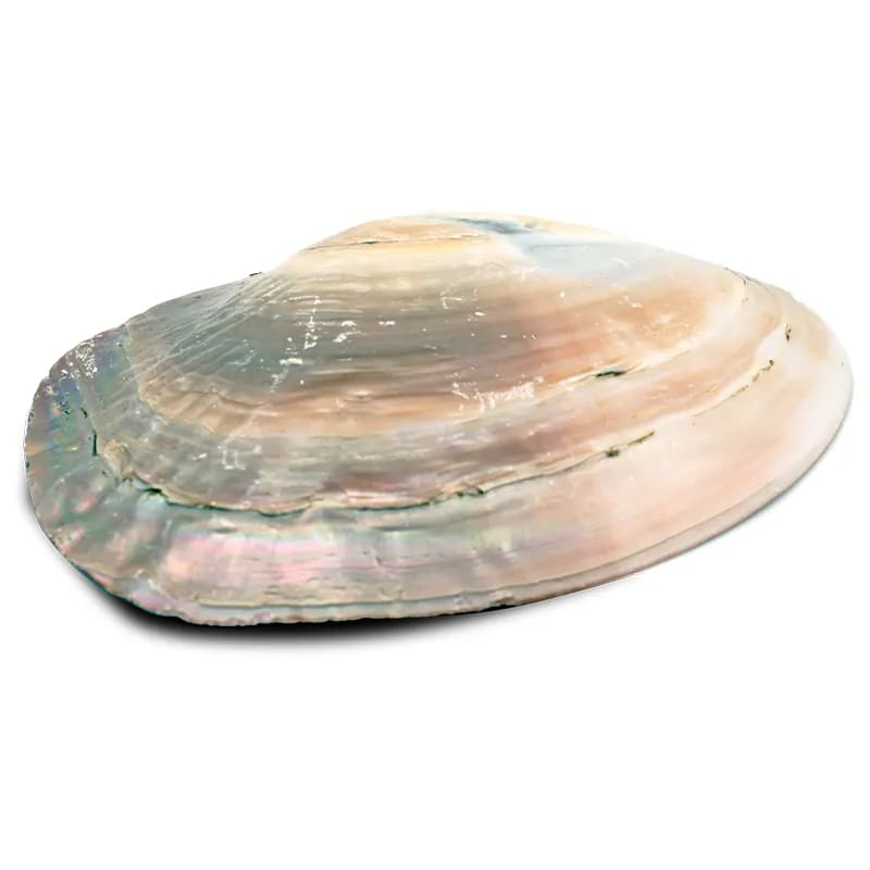 Concha de madreperla