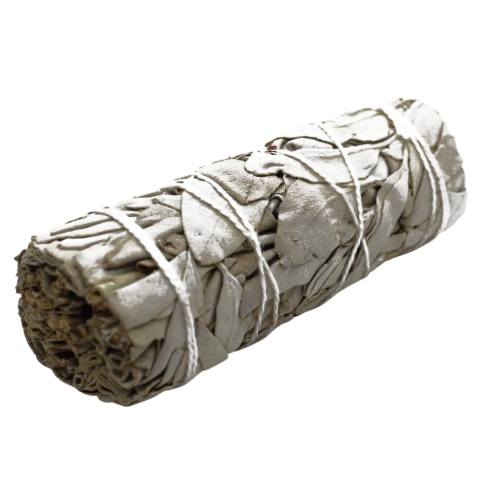 Salvia Blanca (10-12cm)