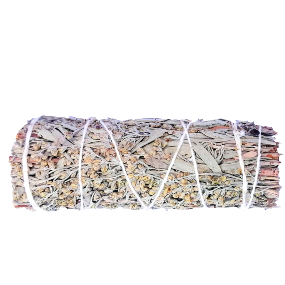 Salvia azul (10-12cm)