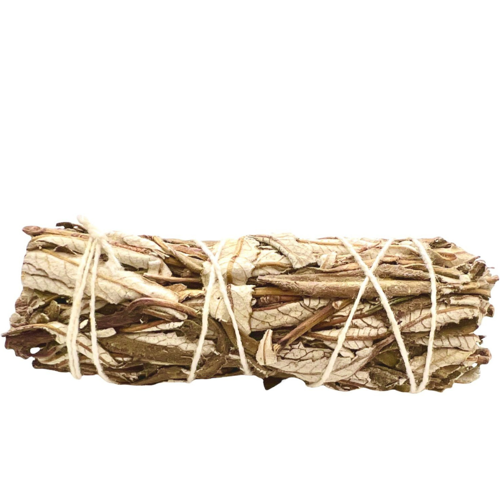 Yerba santa (10-12cm)
